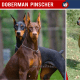 Doberman Pinscher Vs German Pinscher