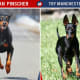 Doberman Pinscher Vs Manchester Toy Terrier