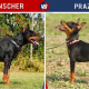 Doberman vs Prazsky Krysarik OR Doberman vs Prague Ratter