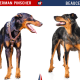 Doberman Vs Beauceron