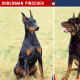 Doberman Vs Beauceron