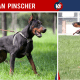 Doberman Pinscher Vs German Pinscher