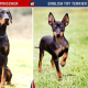 Doberman Pinscher Vs English Toy Terrier