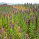 Quinoa cultivation in Bolivia