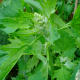 Quinoa leaves