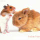 11-indian-exotic-and-wild-animals-you-can-keep-with-children