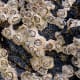 Poli's stellate barnacle (Chthamalus stellatus), a species of acorn barnacle