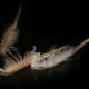 Fairy shrimp