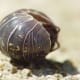 Pill bug (Armadillidium vulgare) rolled into a ball
