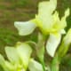 a-moss-garden