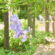 a-moss-garden