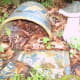 a-moss-garden