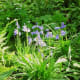 5/5/12 Blue Bells