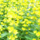 yellow star shaped flowers