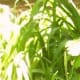 a-moss-garden
