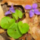 a-moss-garden