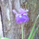 a-moss-garden