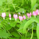 a-moss-garden