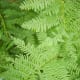 Ferns