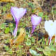 3/31/12 White & lavender crocus