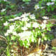 3/25/12 White wildflowers