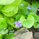 Our State of Wisconsin flower