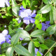 a-moss-garden