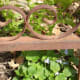 The first sign of violets