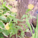 a-moss-garden