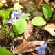 a-moss-garden