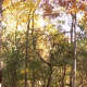 a-moss-garden
