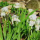 4/20/12 White Iris