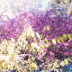 a-moss-garden