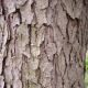 Oak Tree