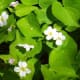 a-moss-garden