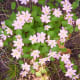 3/31/12 Pink wildflowers