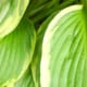 Hostas
