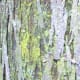 Hickory tree