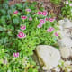 a-moss-garden