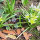 3/31/12 Yellow something ;-)