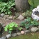 a-moss-garden