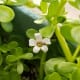 Flowers of bacopa monniere has four to five petals.