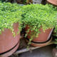 Bacopa monniere in pots. My uncle's backyard garden.