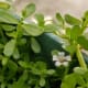 Waterhyssop flowers are white to light purple and lasts for a day.