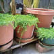 Growing sarsalida or bitter leaf for food.