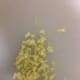Diced Garlic