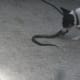how-i-get-rid-of-snakes-from-my-house-and-yard