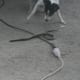 how-i-get-rid-of-snakes-from-my-house-and-yard