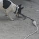 how-i-get-rid-of-snakes-from-my-house-and-yard
