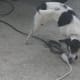 My dog just quietly took control.